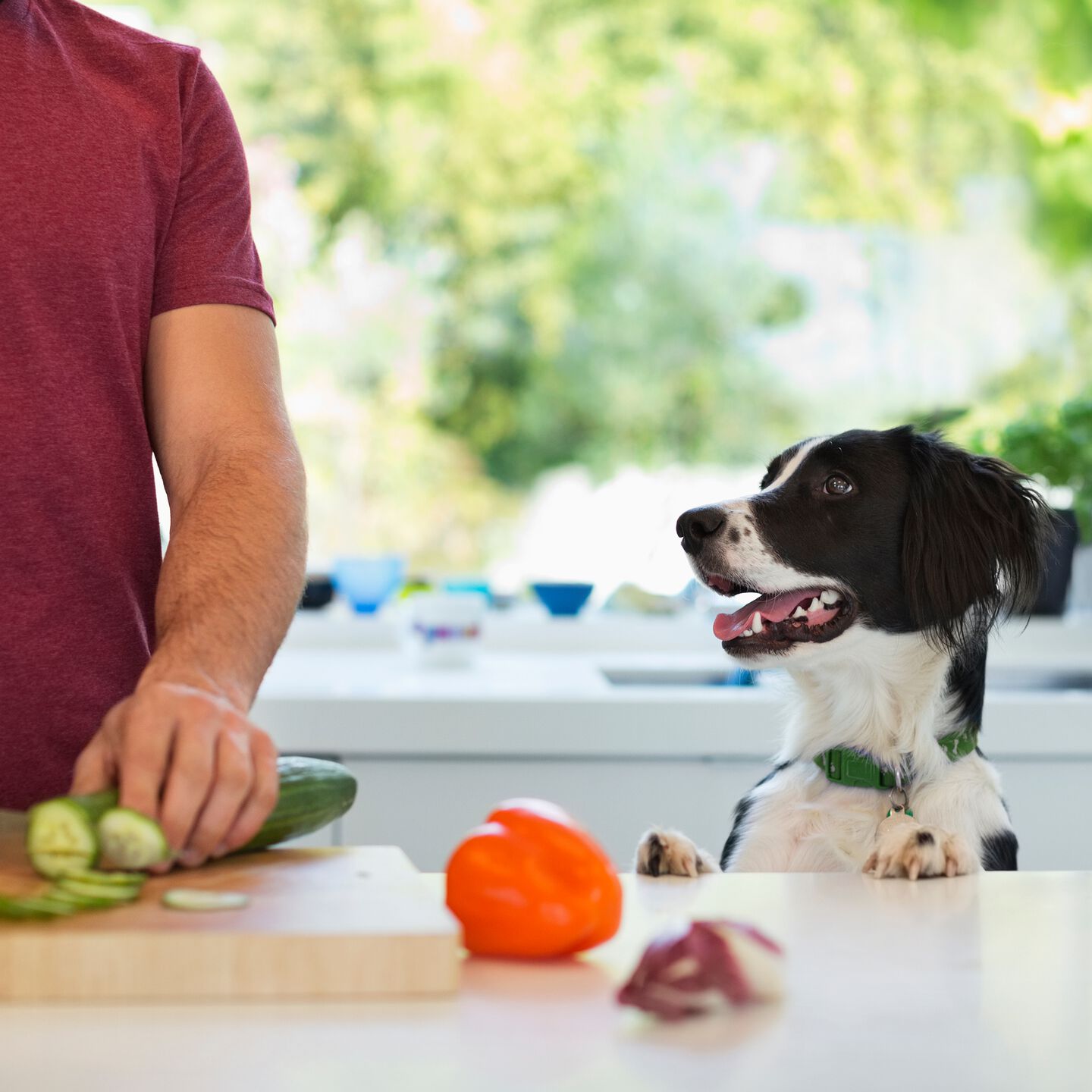 <b>10 FOODS THAT ARE POISONOUS TO DOGS</b><br><br>Keep your dog safe by learning about the everyday foods that can be toxic to them – and what to do if they eat them...</br>